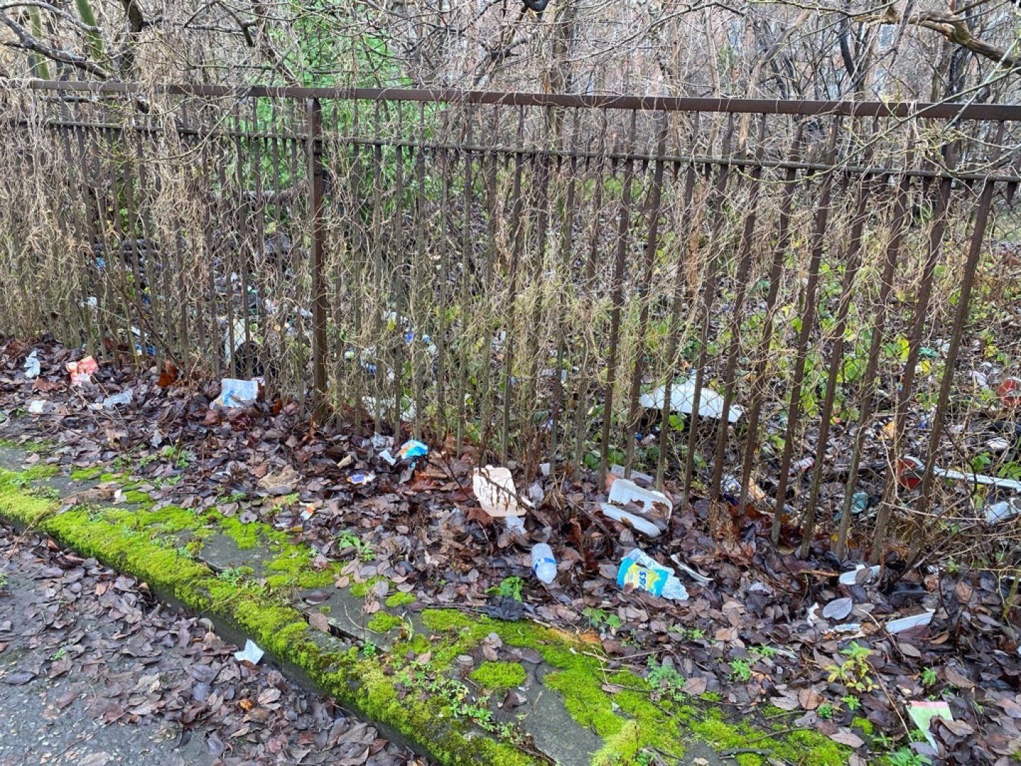 Iron fence, trees, with trash scattered among the leaves on the ground