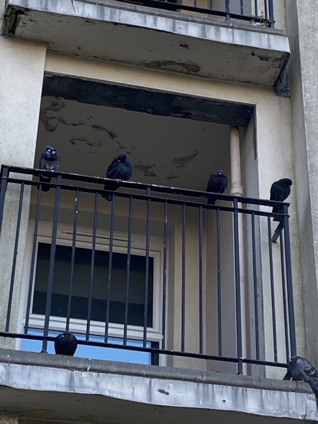 pigeons perched on veranda railing of flat in housing scheme